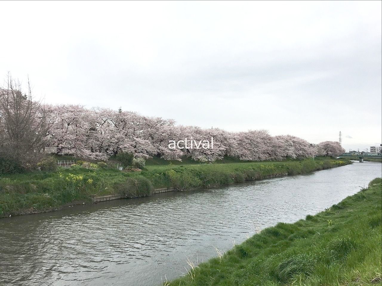 北越谷元荒川堤の桜です！！