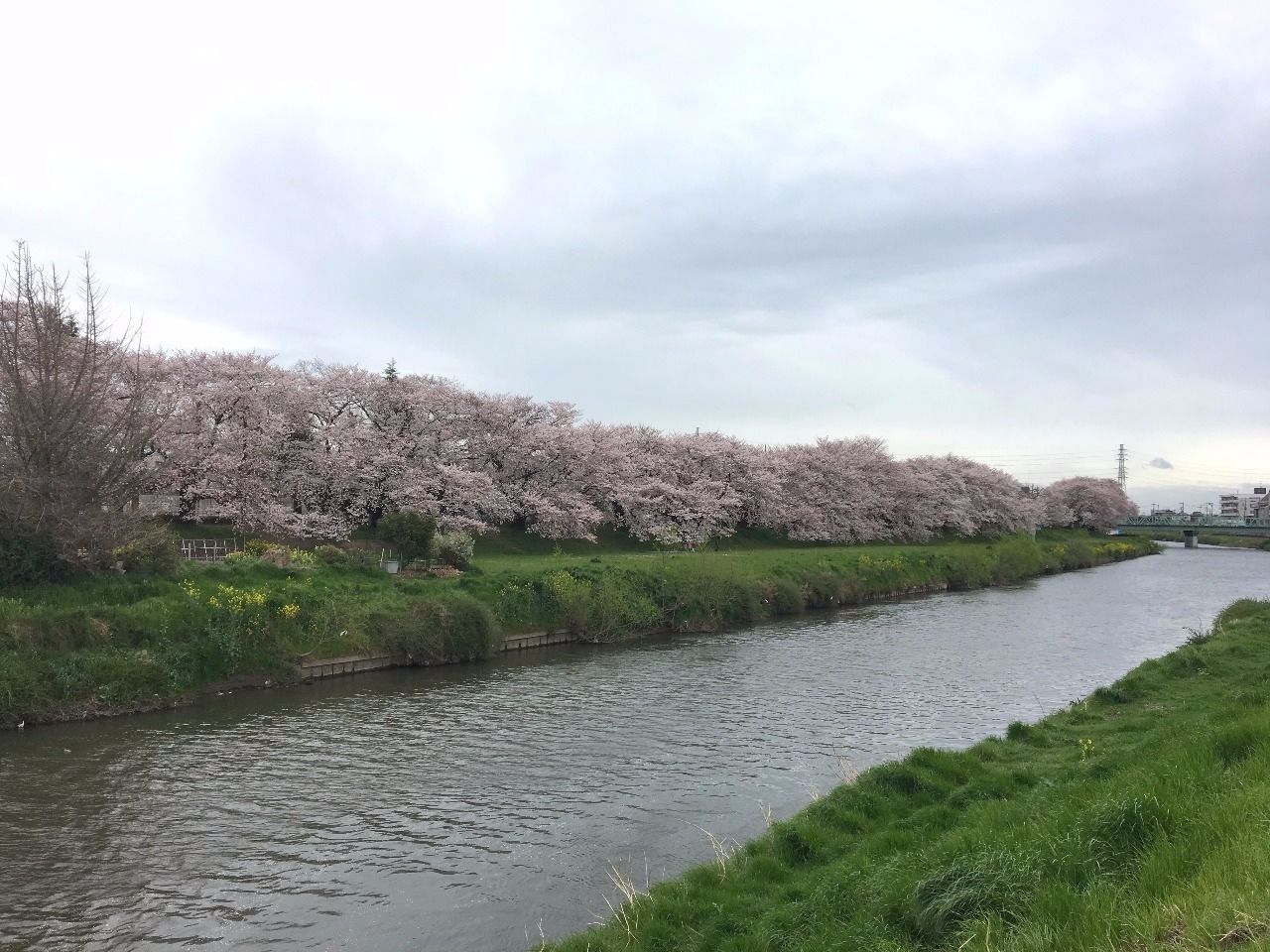 越谷のお花見スポット＆桜がきれいな場所！！