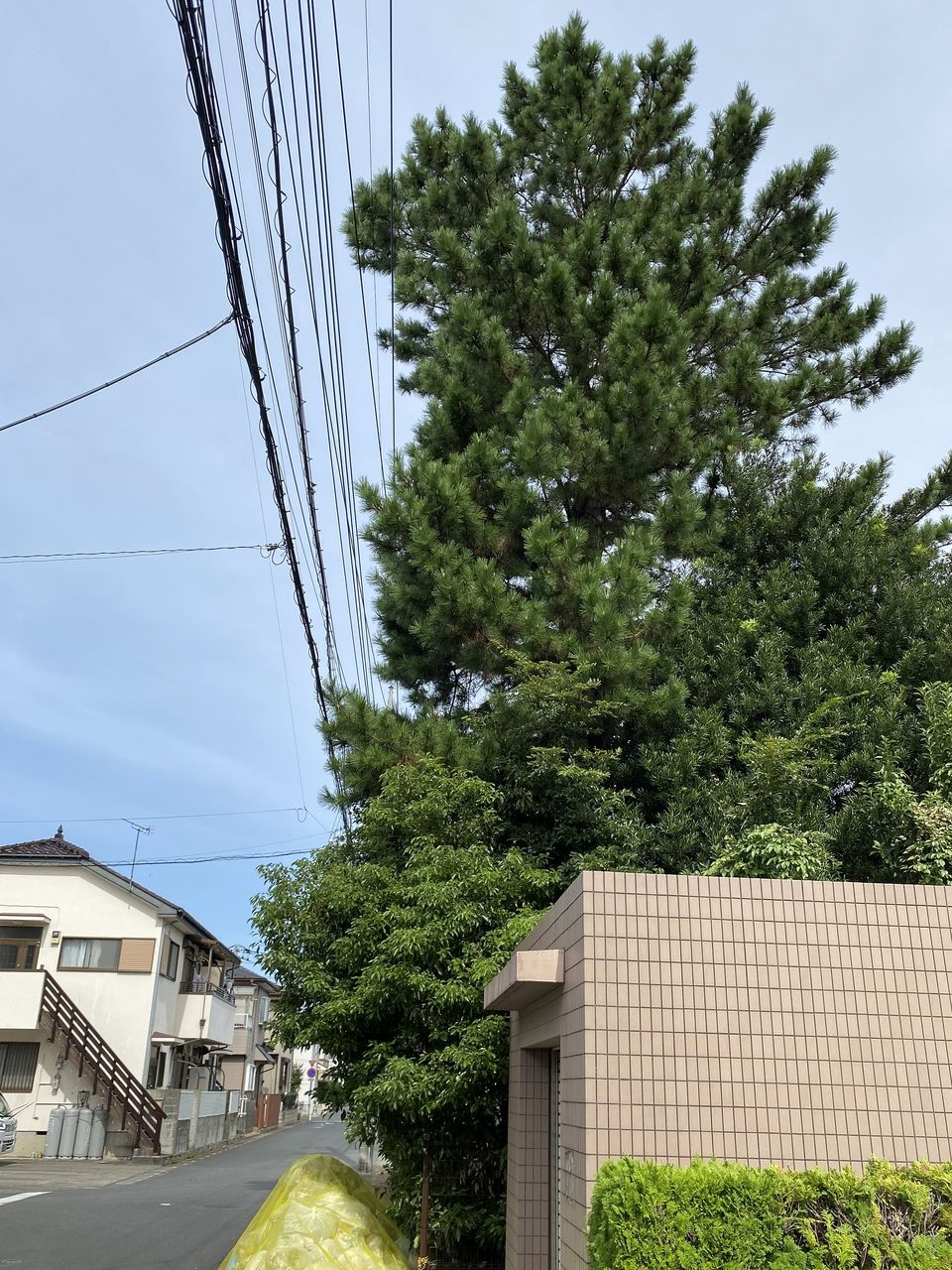 マンションの3階ぐらいまでの高さに生長した木です。