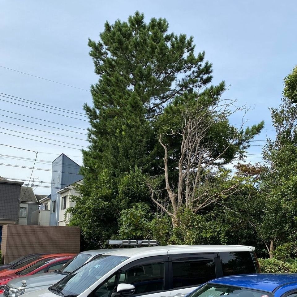 月極駐車場の大きな木です。※隣のマンションの駐車場より